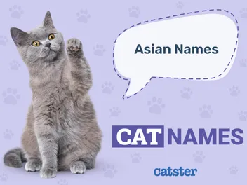 245 Asian Cat Names: Korean, Japanese, Chinese Inspired Ideas