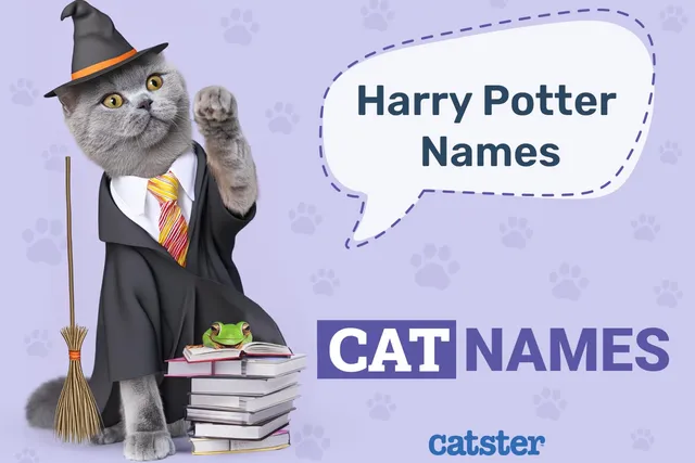 150+ Harry Potter Inspired Cat Names: Ideas for Magical & Intriguing Cats