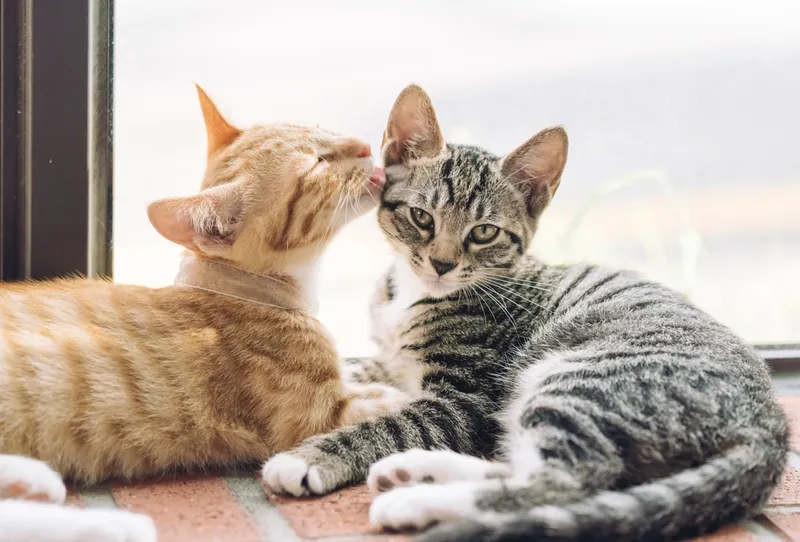 cat grooming another cat
