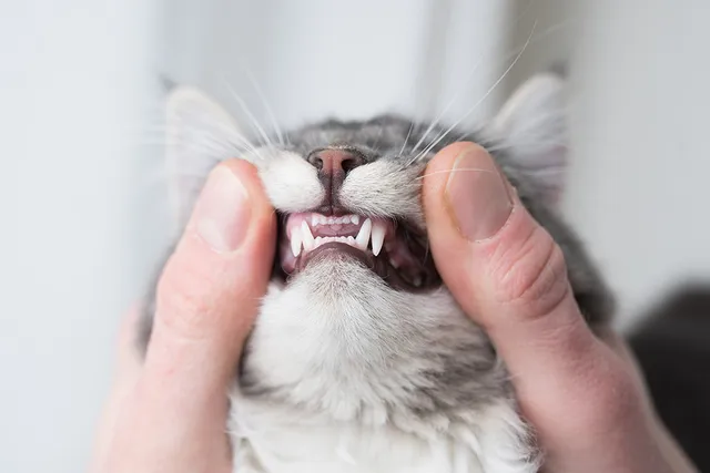 My Cat Lost a Tooth, Should I Be Worried? Vet-Reviewed Facts & Advice