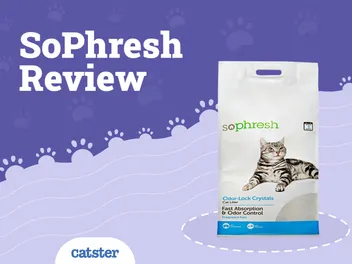 So Phresh Cat Litter Review of 2026: Recalls, Pros & Cons
