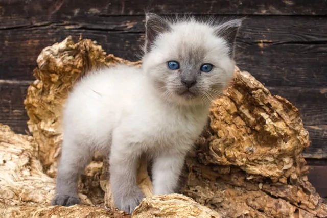 Siamese Kittens for Sale in Colorado: Breeders List 2026