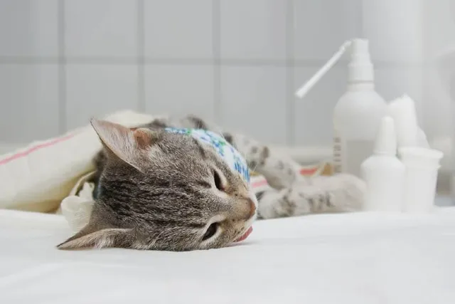 How Long Does a Cat Take to Recover From Spaying? (Vet Answer)