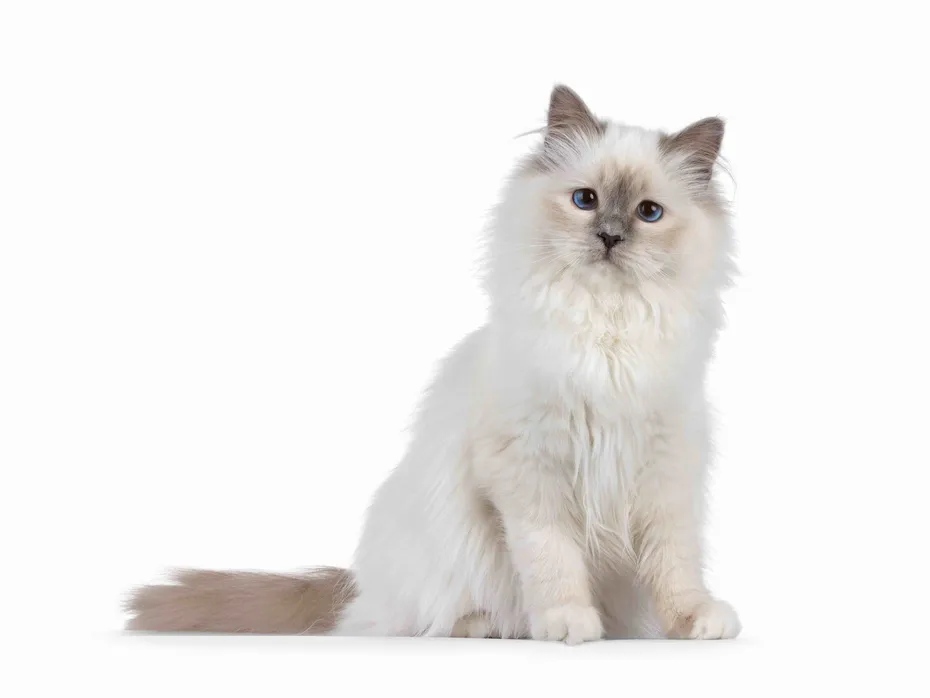 Sweet blue point Sacred Birman cat kitten, sitting up side ways. Looking towards camera with breed specific blue eyes. Isolated on a white background_Nynke van Holten_Shutterstock