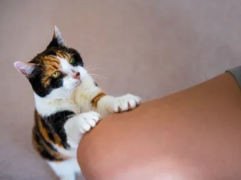 My Cat Is Addicted to Treats, What Can I Do? (Vet Answer)