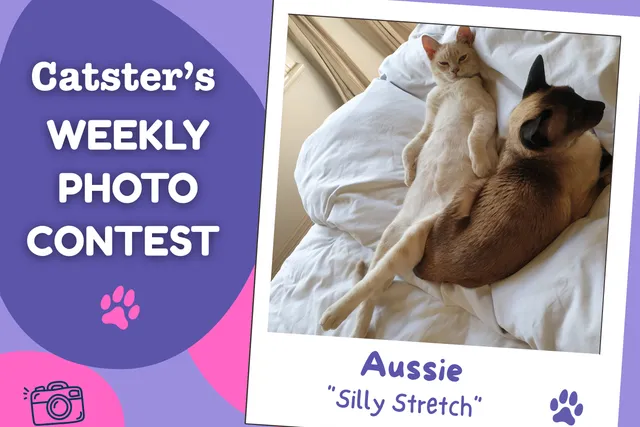Catster’s Weekly Photo Contest Winners: Silly Stretch (August 31, 2026)