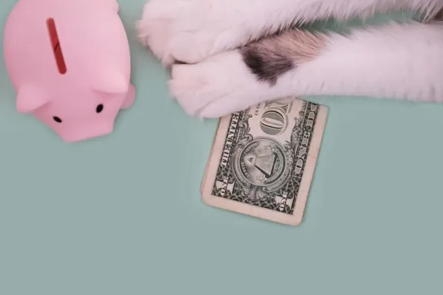 11 Vet-Approved Ways to Save Money on Cat Care: Effective & Easy Options