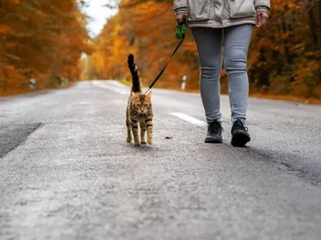 Hiking With a Cat: If It Is Possible & Vet-Approved Tips