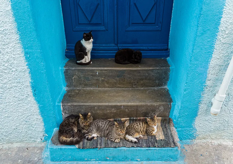cats in front of the entry door