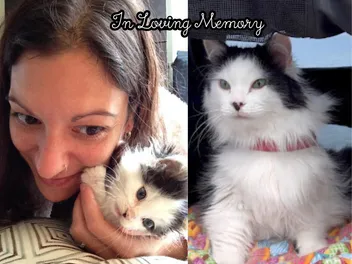 Remembering The Oreo Cat - A Mother's Tribute