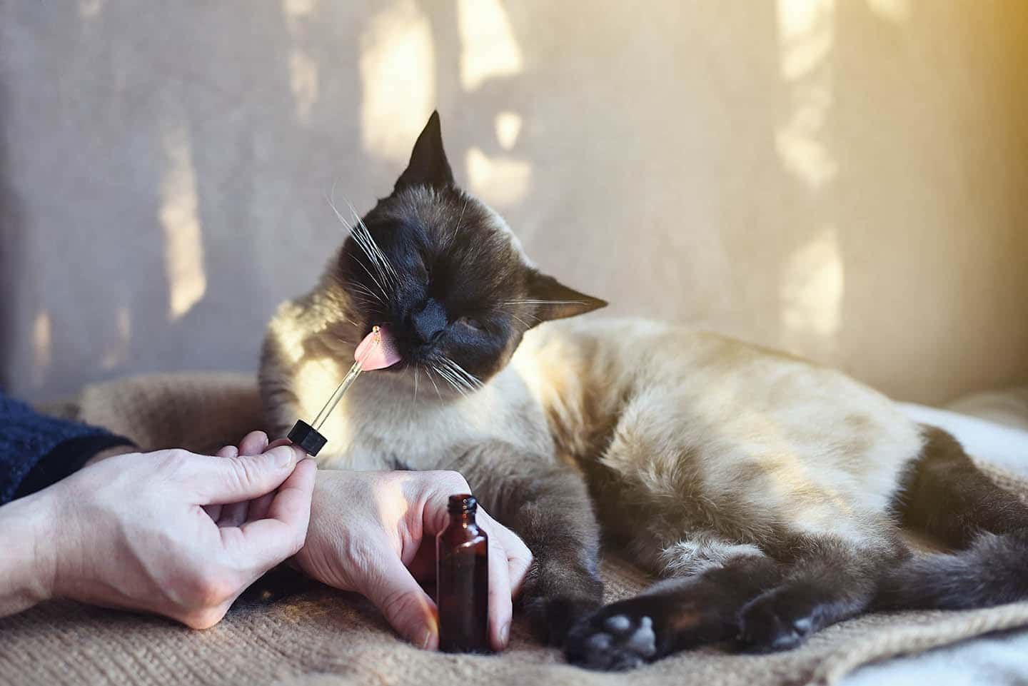 Can CBD Help a Cat With Anxiety? Exploring Alternatives (Vet-Reviewed)