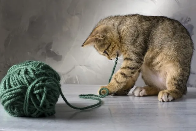 Why Do Cats Love String? 5 Vet-Reviewed Reasons for This Behavior