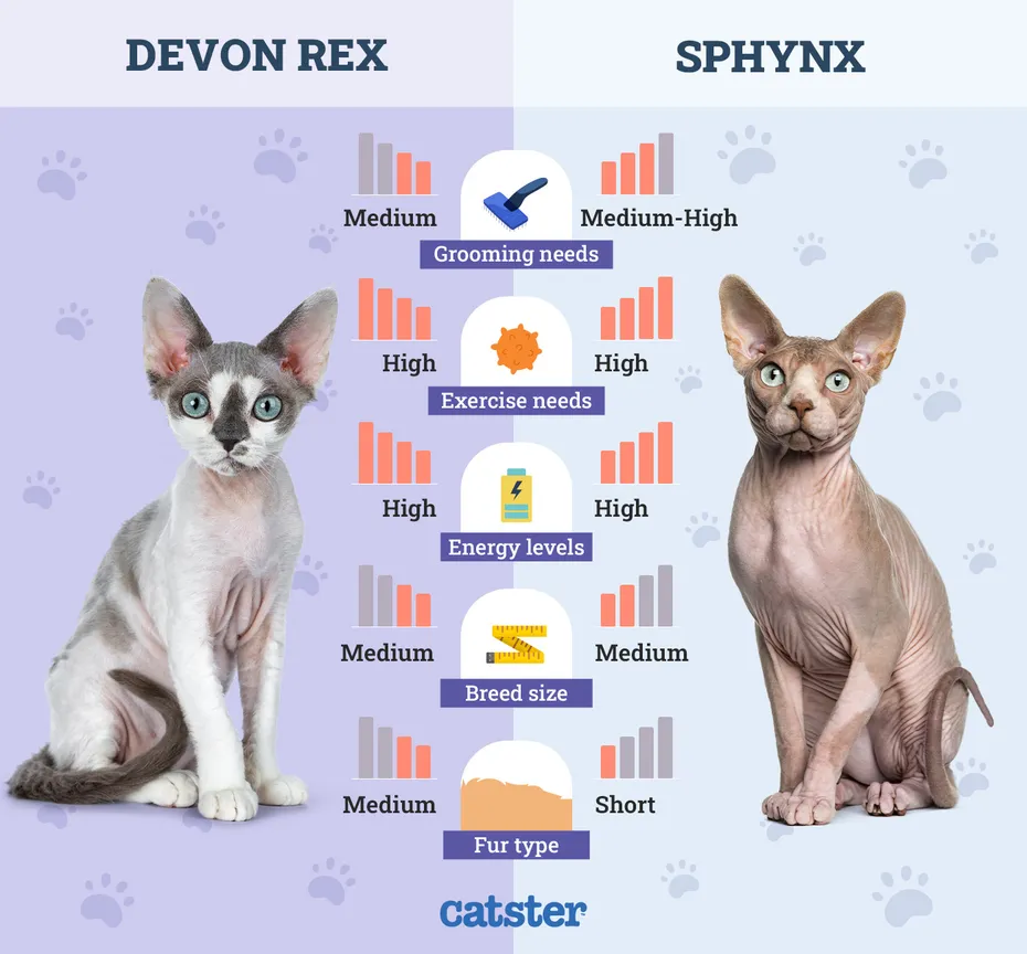 Catster_Side by Side Comparison Devon Rex vs Sphynx