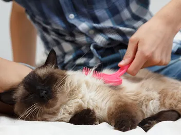 How to Make Cat Hair Grow Back Faster: 9 Vet-Verified Ways
