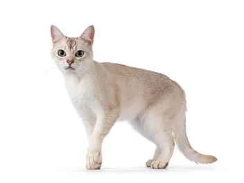Asian Cat: Info, Pictures, Temperament & Care Guide