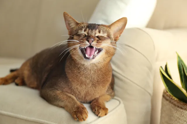 Why Is My Cat’s Meow Suddenly Hoarse? 9 Vet-Verified Reasons