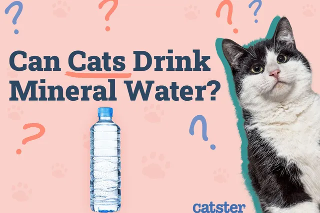 Can Cats Drink Mineral Water? Vet Approved Nutrition Advice