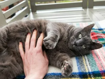 How to Tell if My Cat Has Worms? 5 Vet-Reviewed Signs