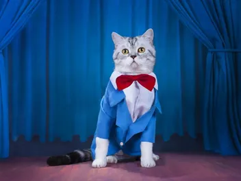 Exploring the Cats of the Rich & Famous: 20 Celebrity Kitties