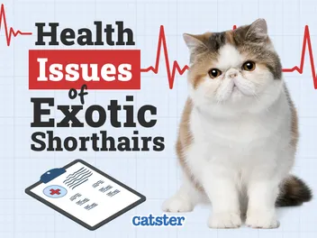 Exotic Shorthair Cat Health Problems: 10 Vet-Reviewed Issues