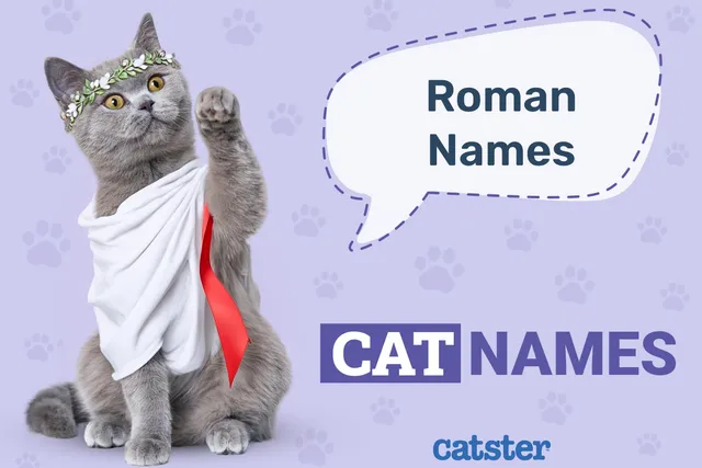 150 Roman Cat Names: Powerful Names Apt for an Emperor