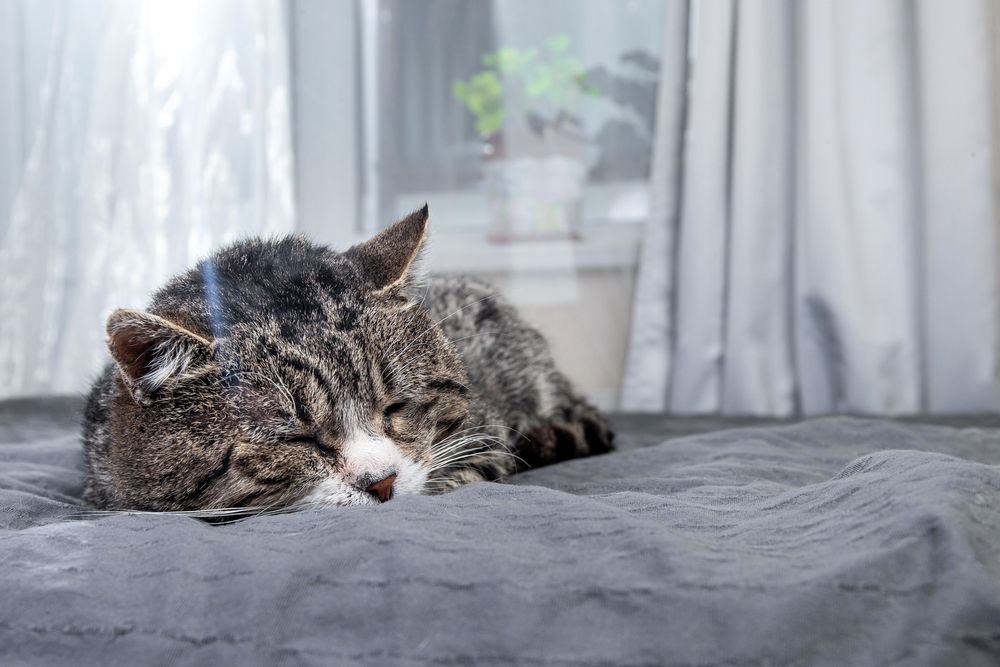 old tabby cat lying on bed