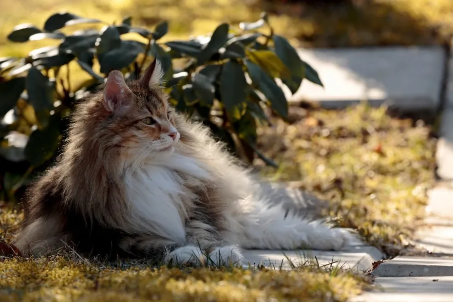 shell tortoiseshell norwegian forest cat lying on the ground