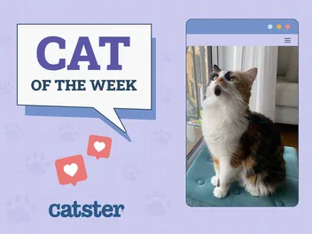 Catster Photo Contest: Cats of the Week Winners (January 29, 2026)