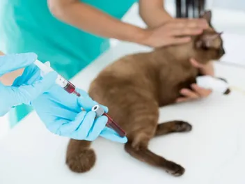 Cat Blood Types: How to Find Out (Vet-Approved Guide)