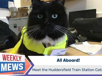 All Aboard: Meet the Huddersfield Train Station Cats