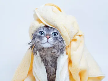 10 Best Cat Conditioners in 2026 - Reviews & Top Picks