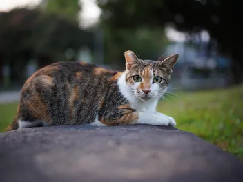 Could Cats Survive in a World Without Humans? Feline Independency Facts