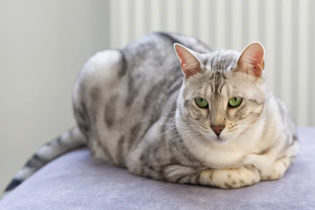 Silver Bengal Cat Breed: Info, Pictures, Origins & History