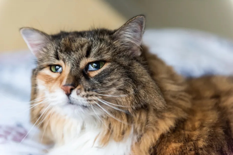 sad calico cat with third eyelid