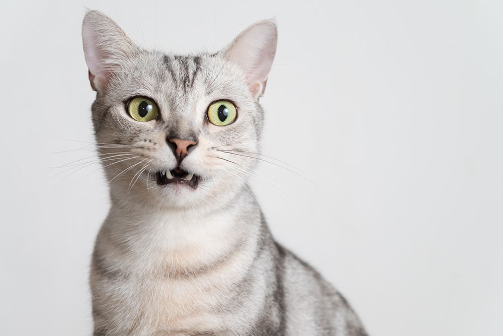 american shorthair cat with mouth slightly open