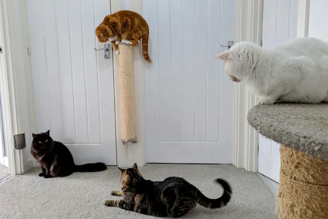 Dr. Karyn's Feline Tried and Tested Home Improvements
