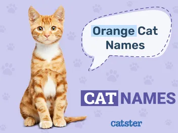 100+ Orange Cat Names: Ideas for Mellow & Friendly Felines