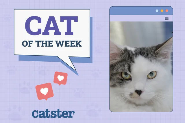 Catster Photo Contest: Cats of the Week Winners (January 15, 2026)