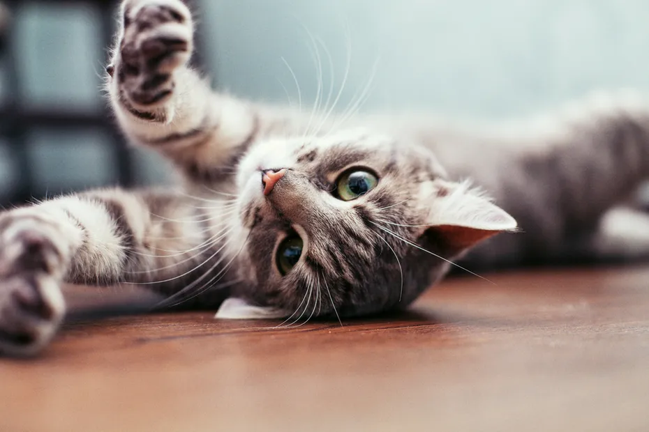 Grey Tabby Cat