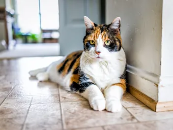 At What Age Is a Cat Considered a Senior? Our Vet Answers & Provides Care Tips