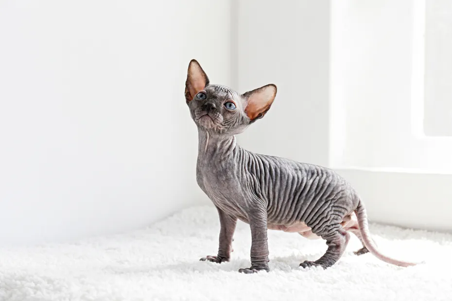 Gray Canadian mink point Sphynx cat