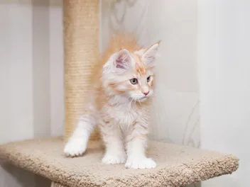 Polydactyl Maine Coon Cat Breed: Info, Pictures, Care & Facts
