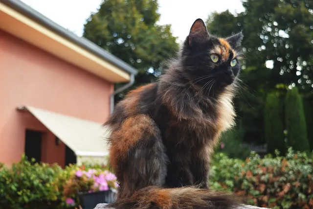How Much Does a Tortoiseshell Cat Cost in 2026? Updated Price Guide