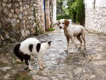 Can Feral Cats Spread Diseases to Dogs? Vet-Approved Facts & FAQ