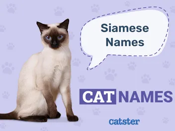 210+ Siamese Cat Names: Ideas for Sassy Felines