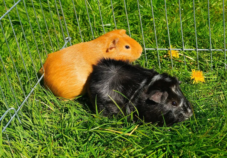 two guinea pigs in a cage outdoor