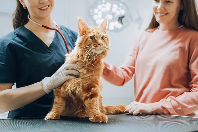 When to Take Your Cat to an Emergency Vet: 6 Signs It’s Urgent (Vet Answer)