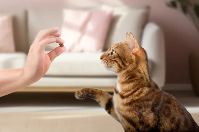 How to Teach a Cat Their Name: 12 Vet-Verified Tips