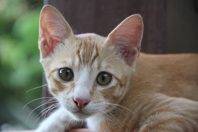Kucing Malaysia: Breed Info, Pictures, Care & Characteristics