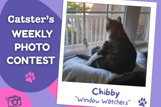 Catster’s Weekly Photo Contest Winners: Window Watchers (May 25, 2026)